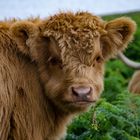 Baby Highlandcattle