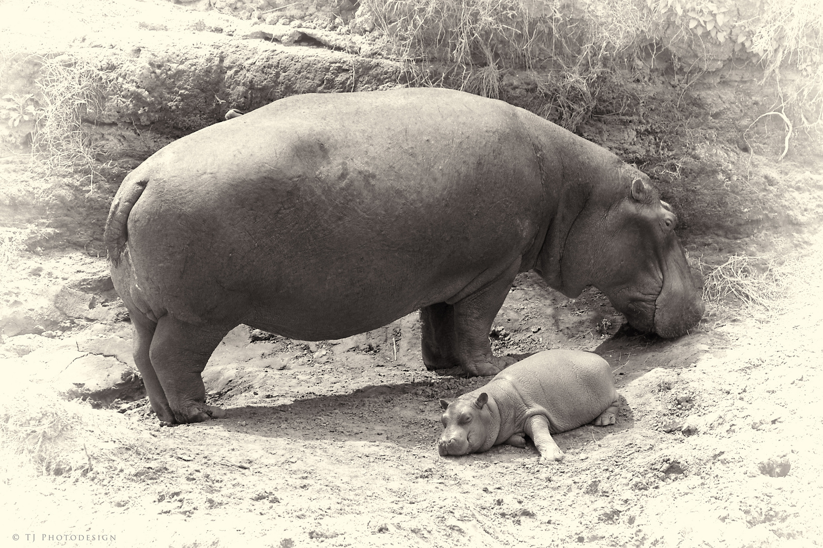 Baby-Hippo-2