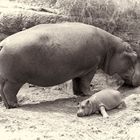 Baby-Hippo-2