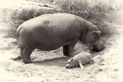 Baby-Hippo-2