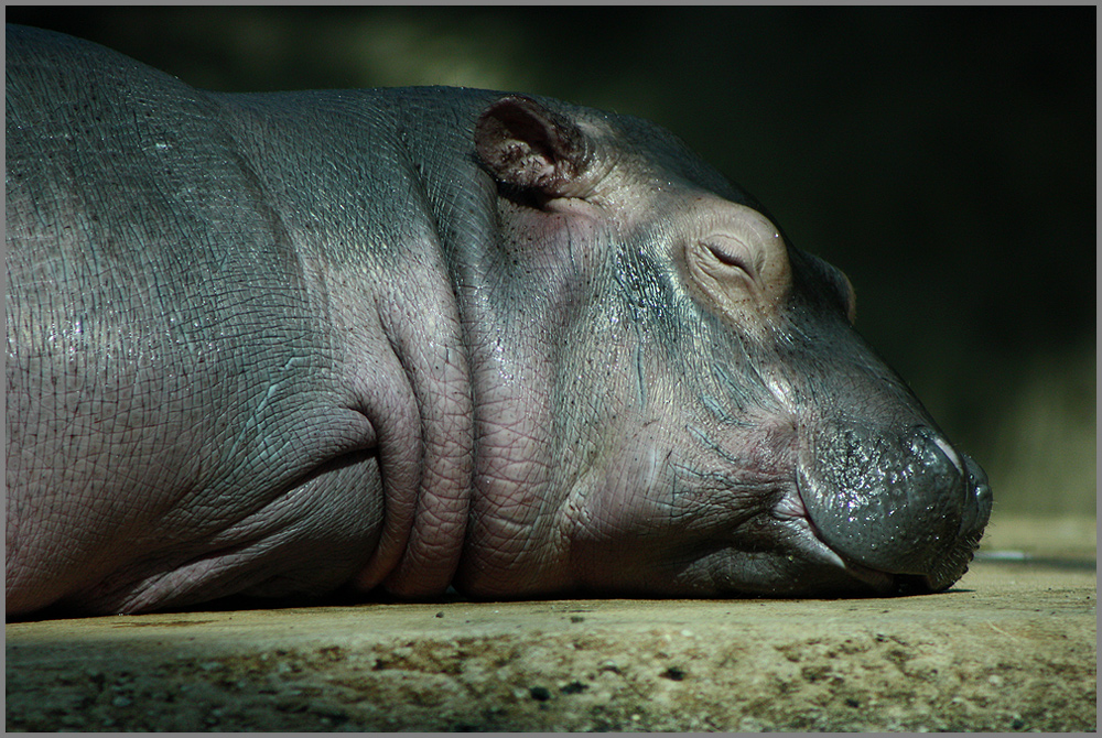 Baby Hippo