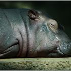 Baby Hippo