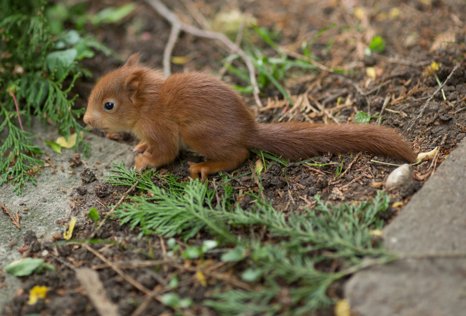 Baby-Hörnchen