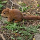 Baby-Hörnchen