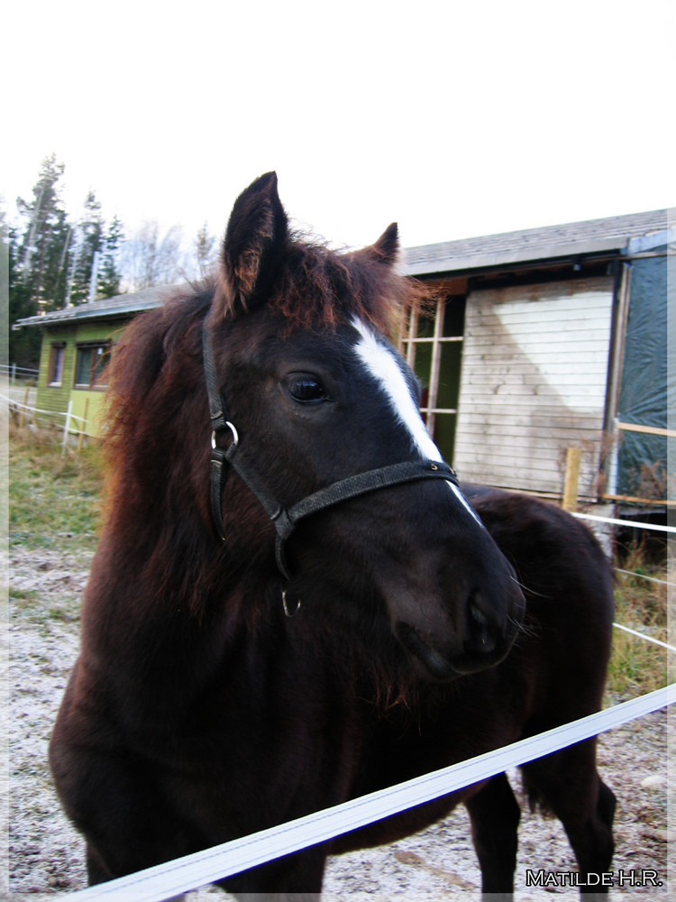 Baby Horse