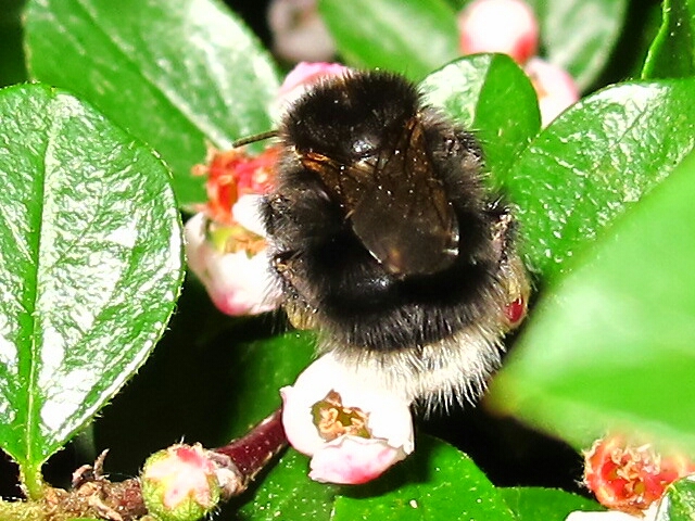 BABY Hummel Foto & | blüten, tiere Bilder auf fotocommunity