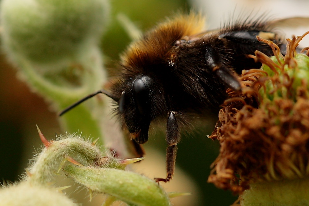 "Baby"-Hummel etwas erstaunt!!