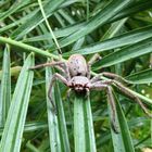 Baby Huntsman Spider NSW Australia