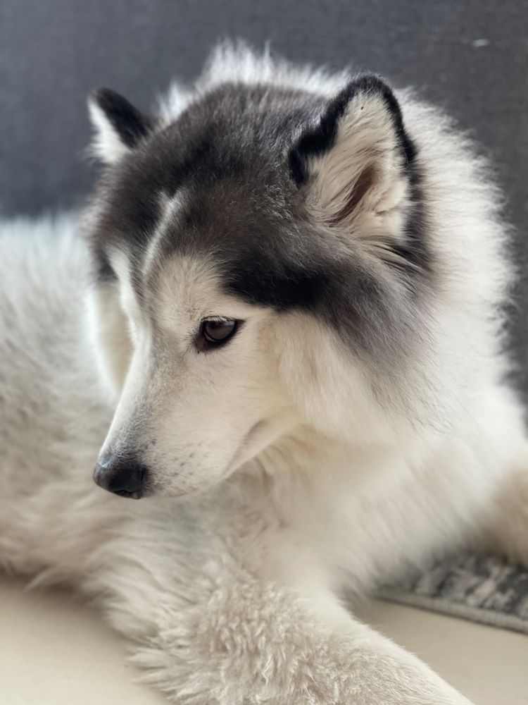 Baby Husky in Dubai 