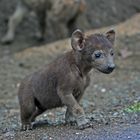 Baby-Hyäne im Kruger National Park Südafrika