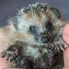 Baby Igel