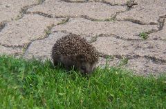 Baby Igel