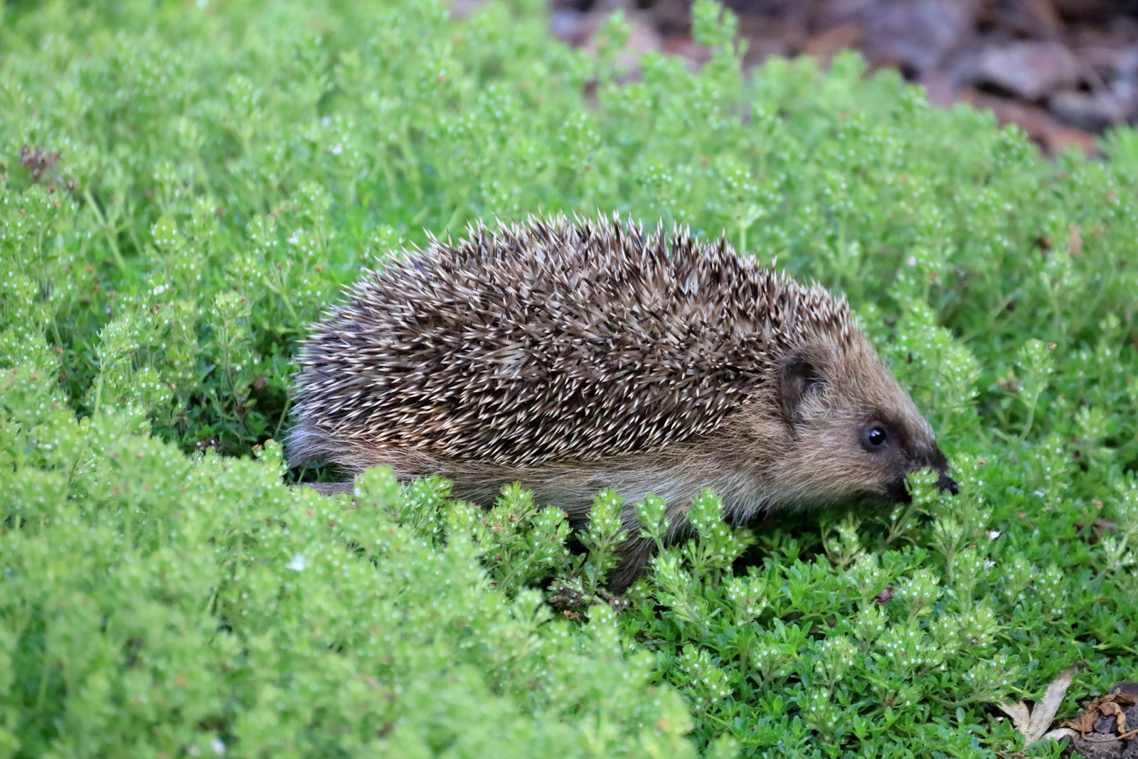 Baby-Igel bei der Erkundung