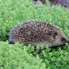 Baby-Igel bei der Erkundung