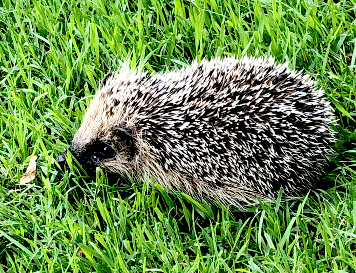 Baby Igel im Garten Foto & Bild sommer, natur, tiere