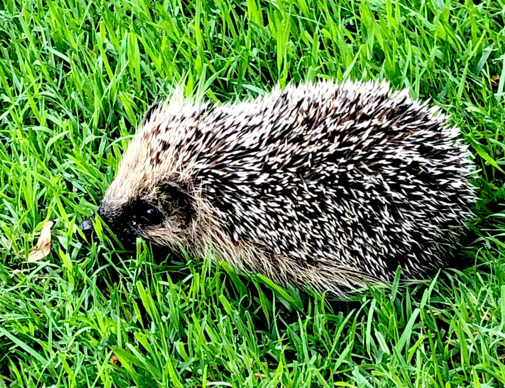 Baby Igel im Garten Foto & Bild sommer, natur, tiere Bilder auf