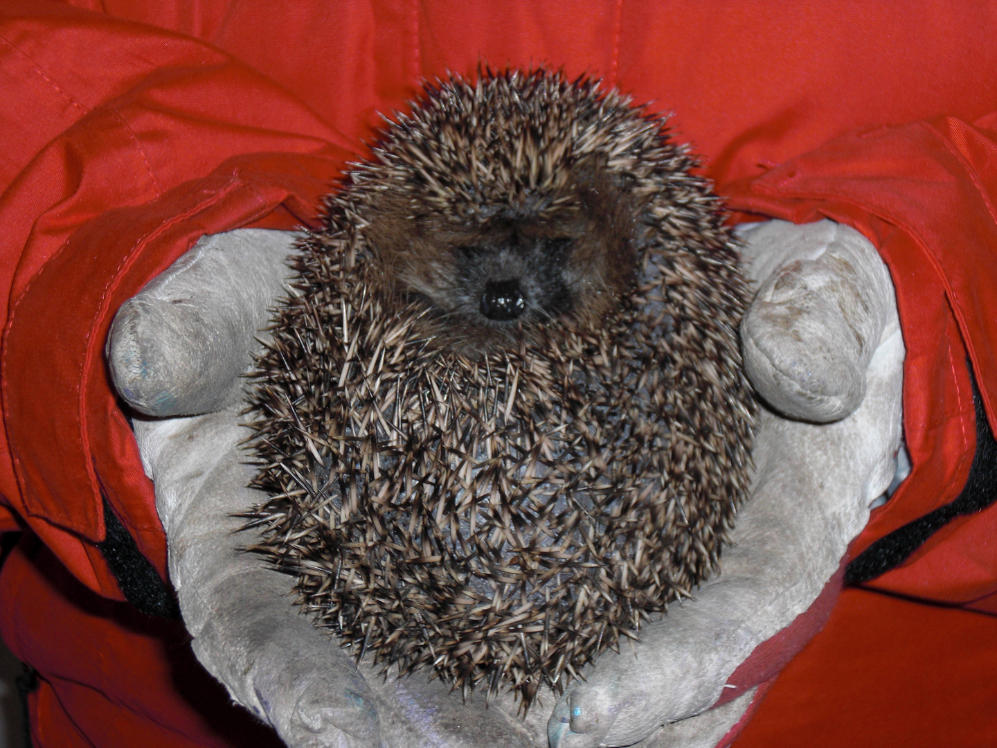 Baby-Igel, im Spätherbst zum Igelhaus gebracht