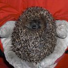 Baby-Igel, im Spätherbst zum Igelhaus gebracht