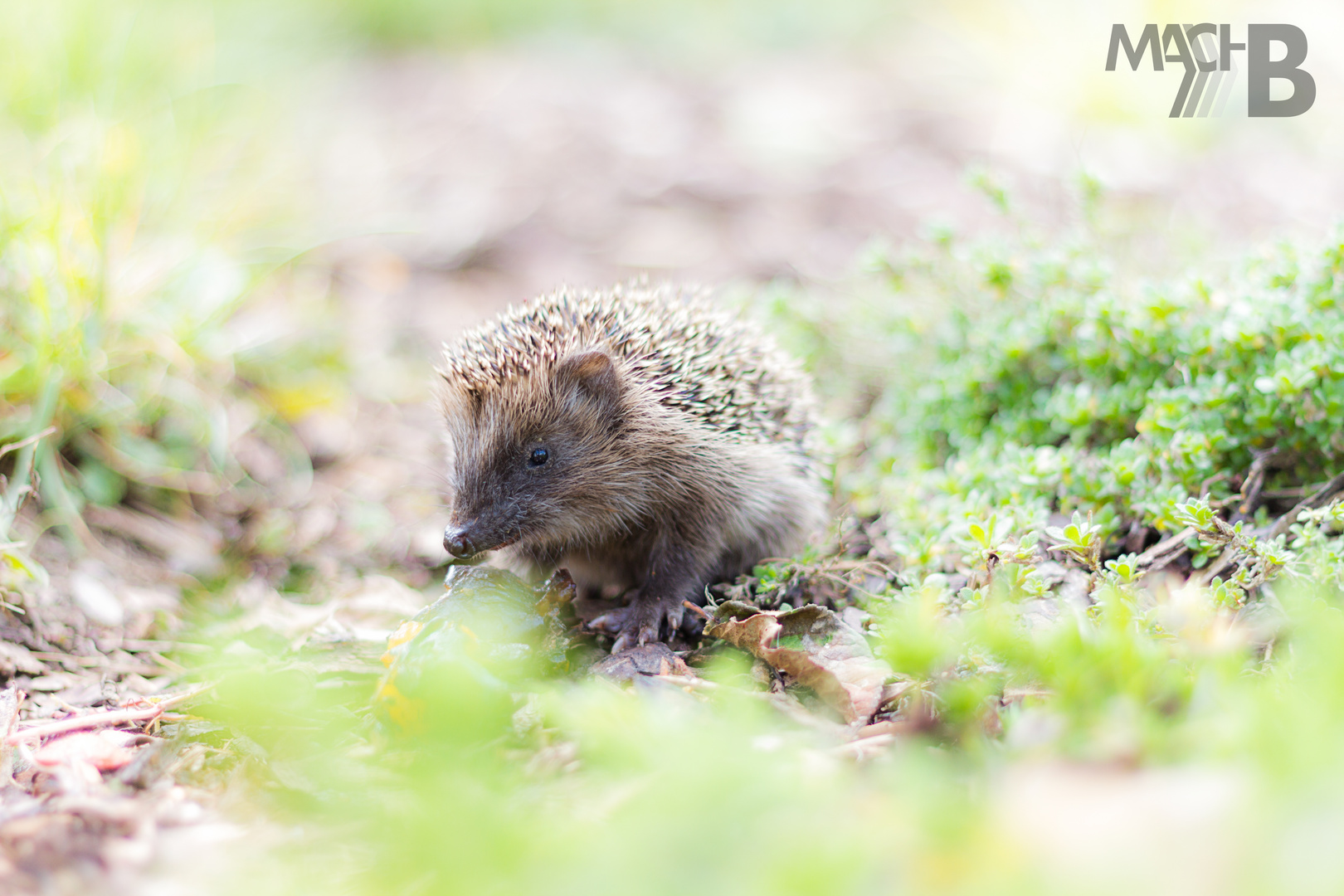 Baby-Igel ist auf Nahrungssuche :)