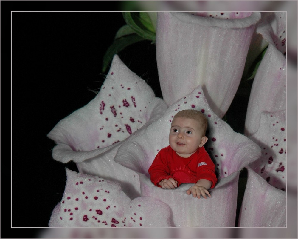 Baby in Foxglove