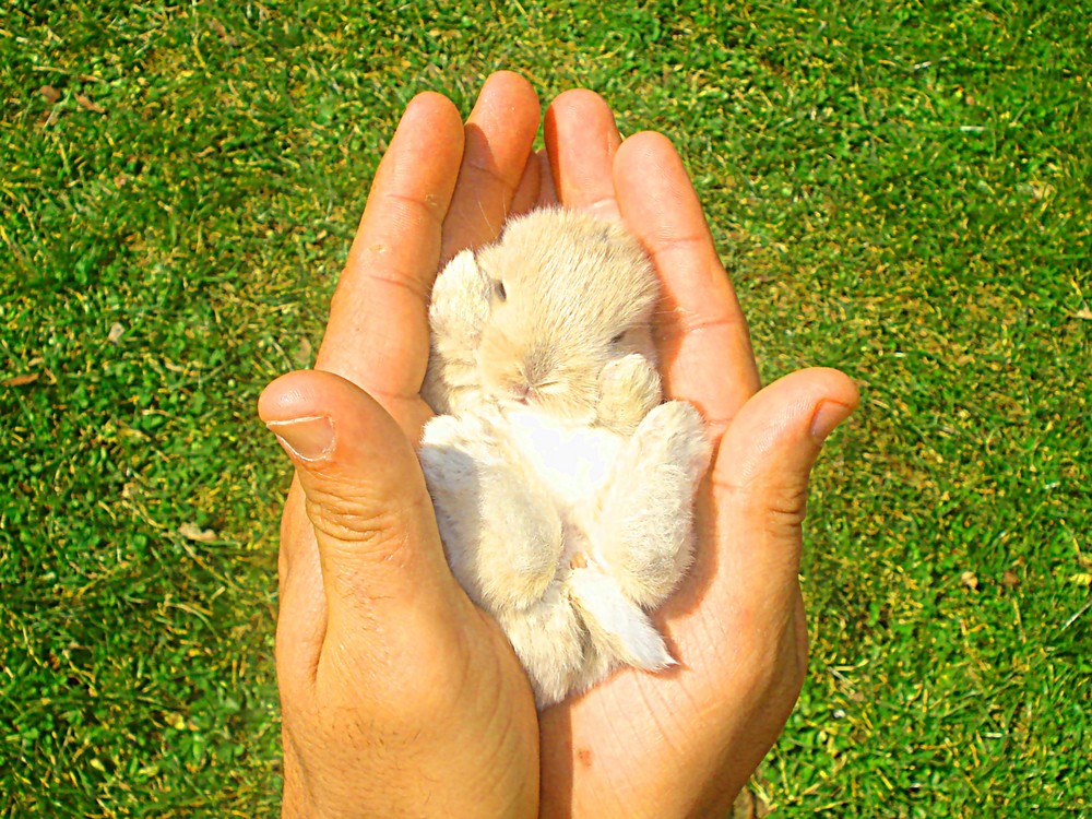 Baby jack rabbit