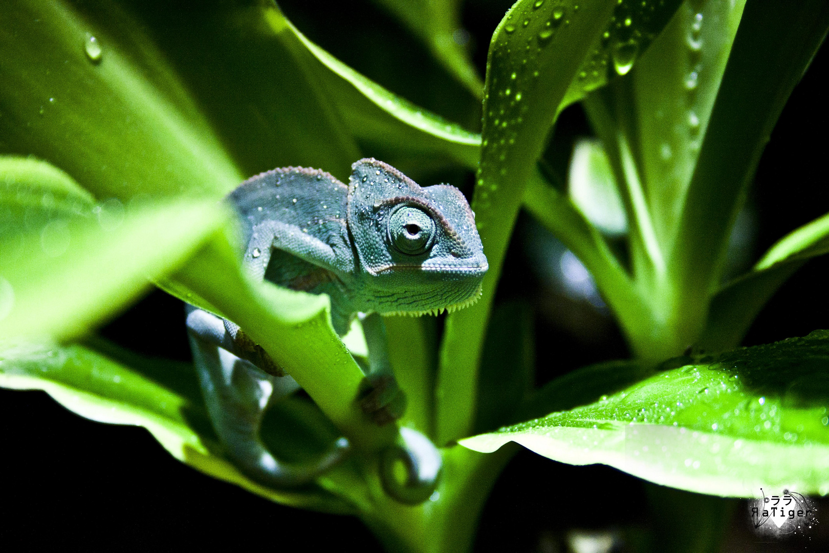 Baby Jemenchamäleon Foto & Bild | tiere, tierkinder, natur ...