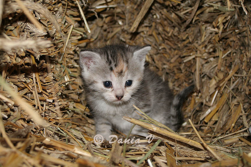 Baby-Kätzchen Shanty