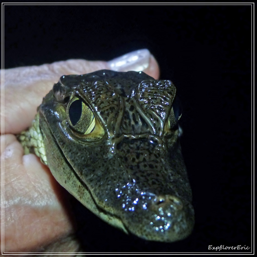 Baby-Kaiman aus dem Rio Negro...........