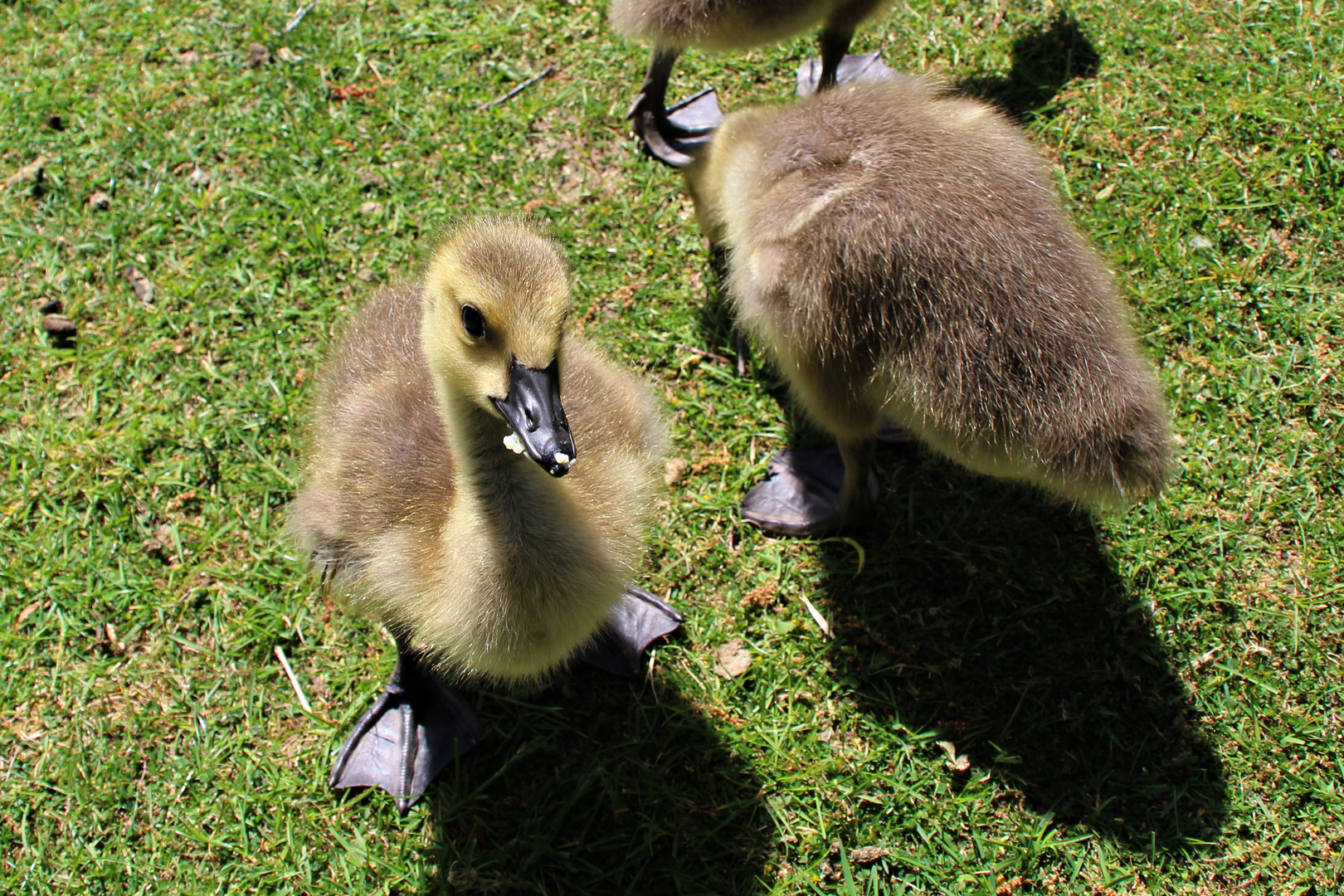 Baby Kanadagans :)