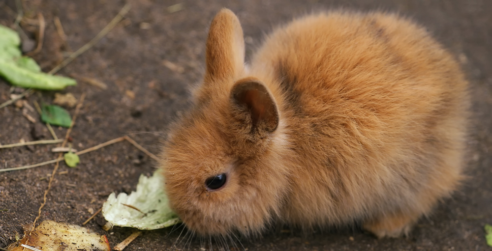 Baby Kaninchen Foto & Bild | tiere, haustiere, nagetiere ...