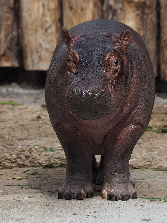 Baby (Karl Wilhelm), Flusspferd...