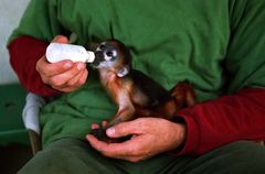 Baby-Kleideraffe, Cuc Phuong Nationalpark