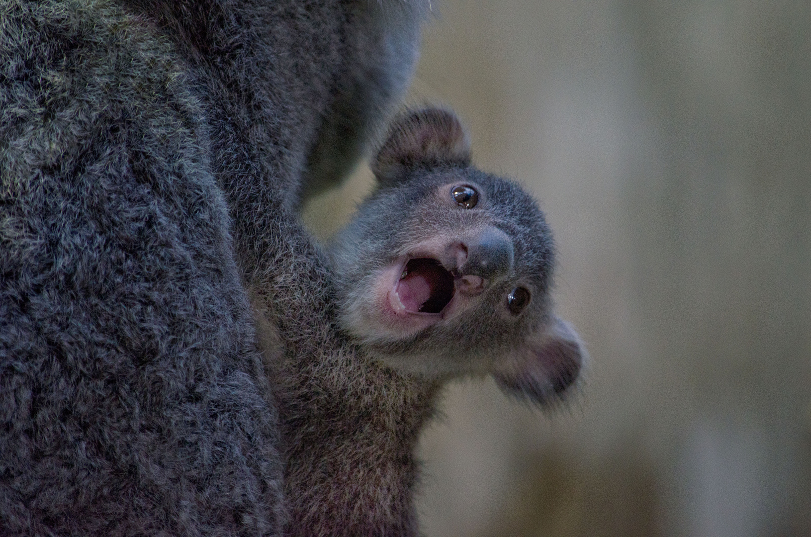 Baby Koala Foto & Bild | tiere, tierkinder, koala duisburger zoo Bilder