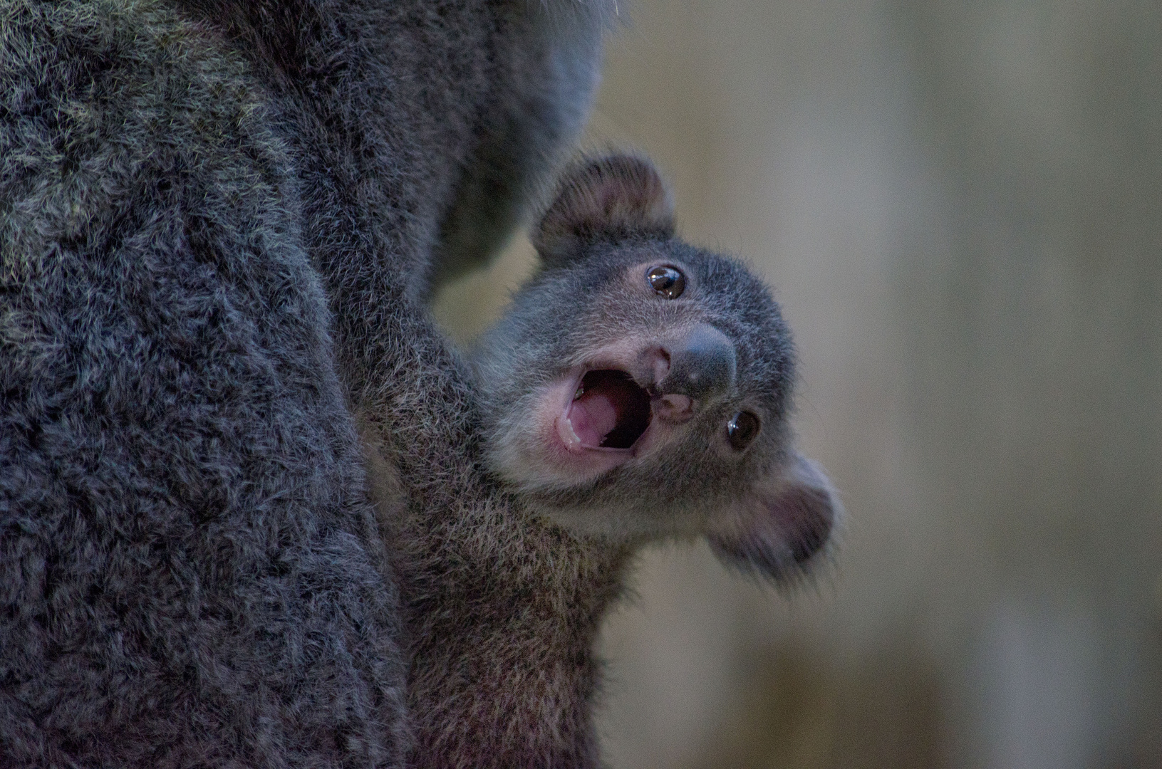 Baby Koala