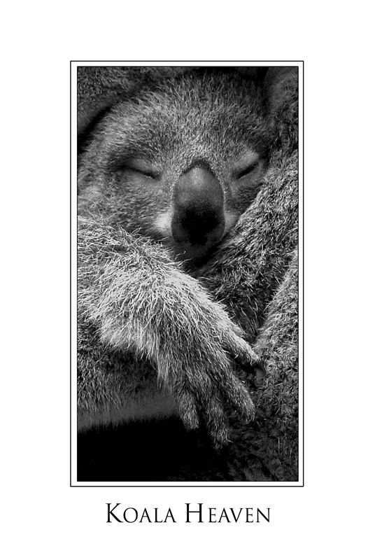 Baby Koala Dreaming...