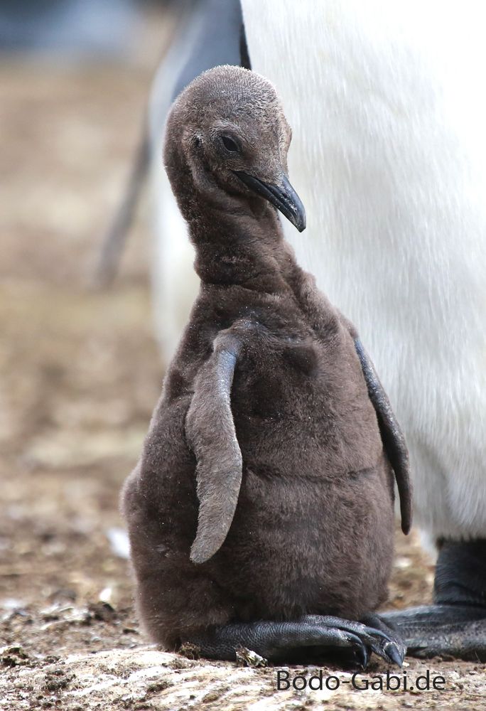 Baby-König