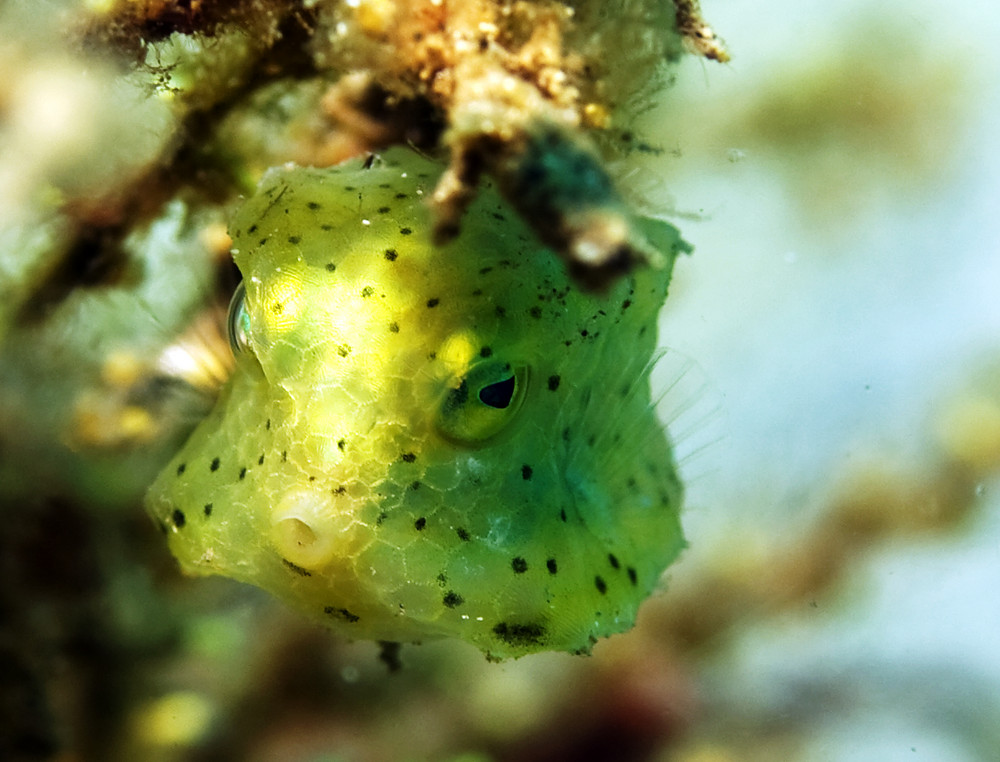 Baby Kofferfisch