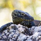 Baby Komodowaran