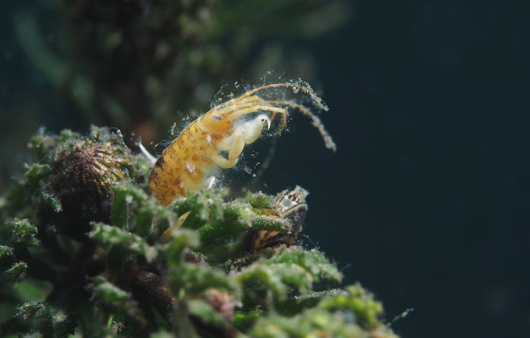 Baby-Krebs mit Wasserflöhen