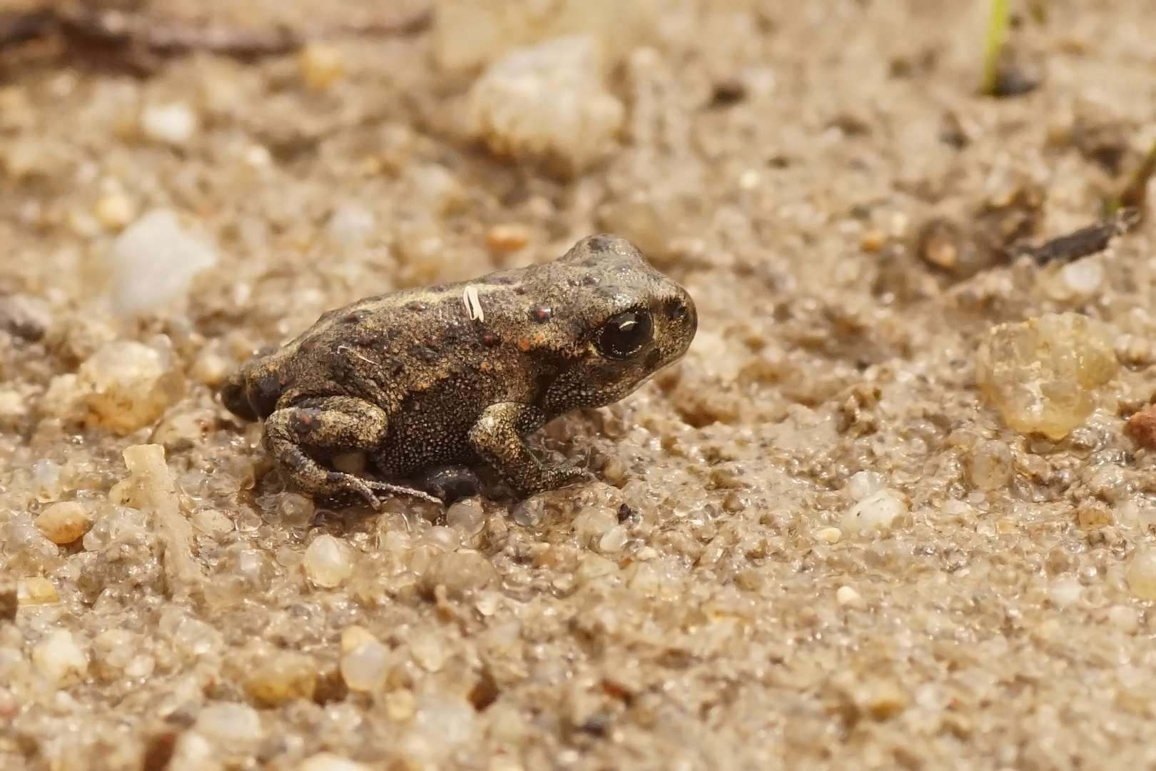 Baby-Kreuzkröte (Bufo calamita)