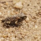 Baby-Kreuzkröte (Bufo calamita)