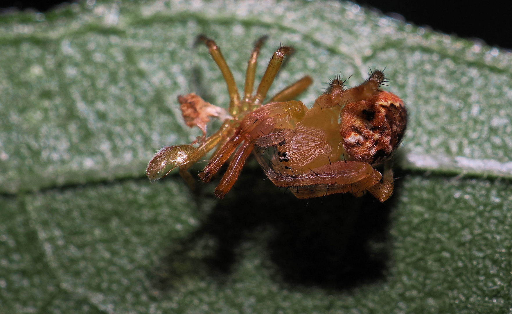 Baby Kreuzspinne bei der Häutung …