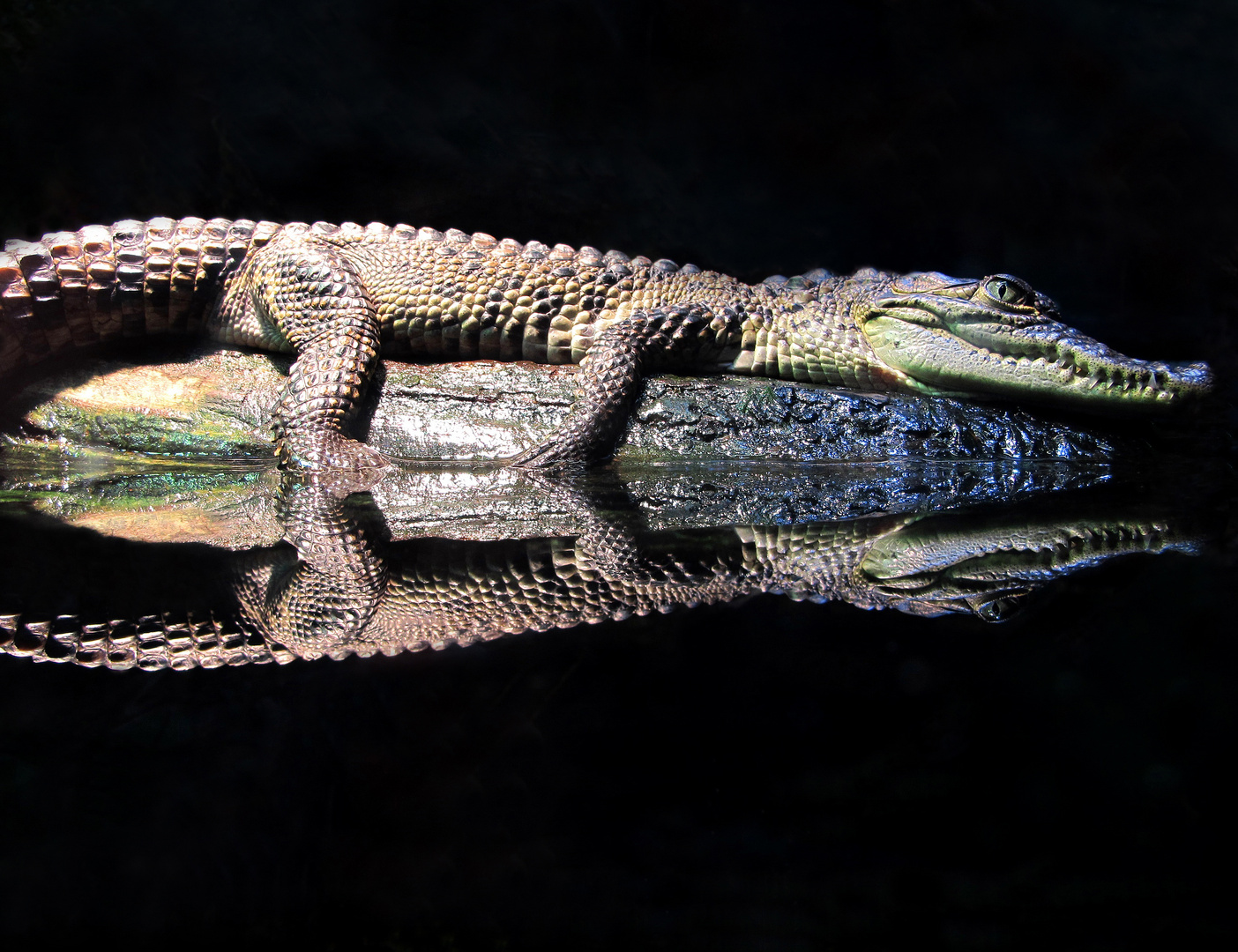 Baby-Kroko unter der Wärmelampe