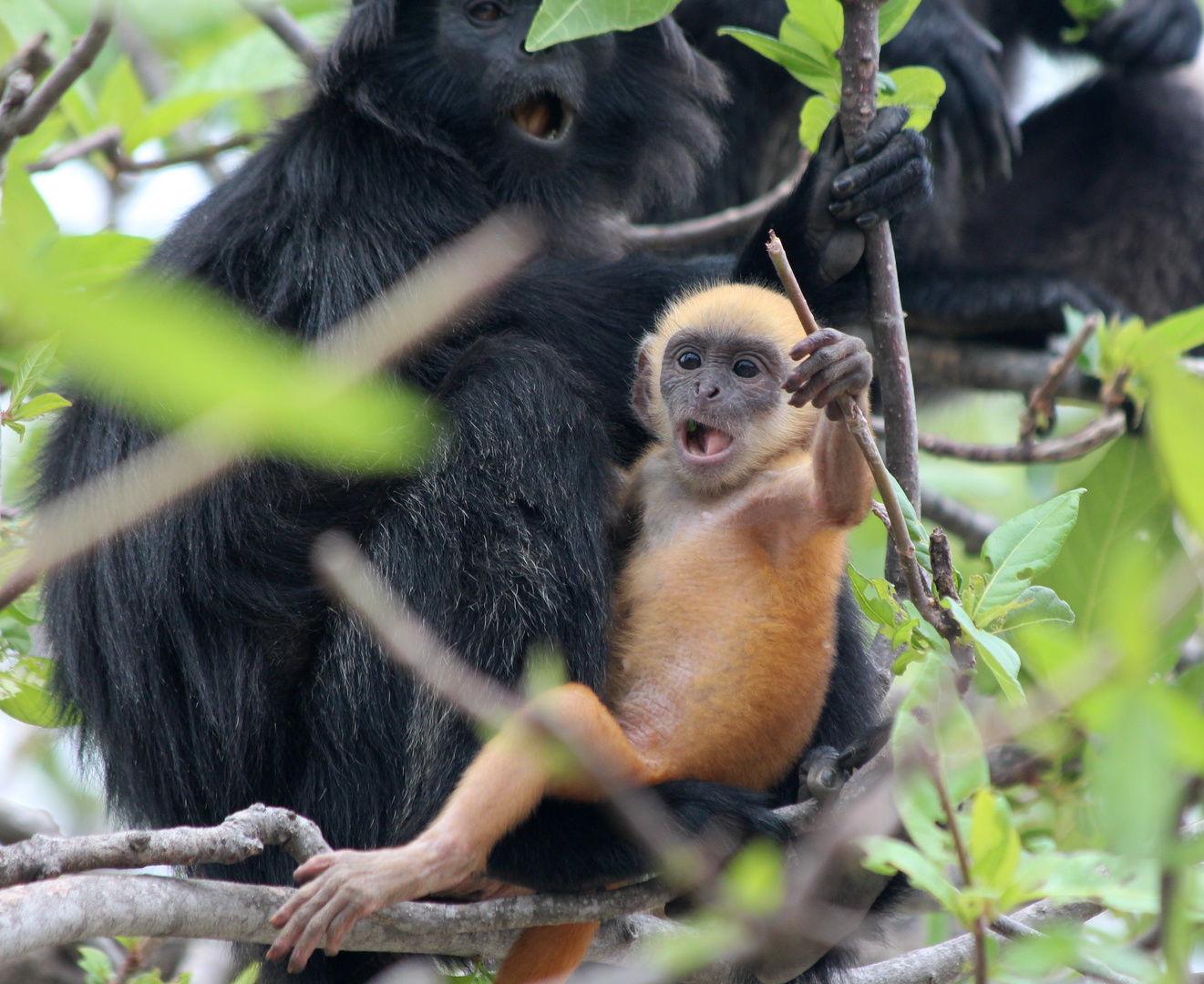 Baby Langur