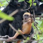 Baby Langur