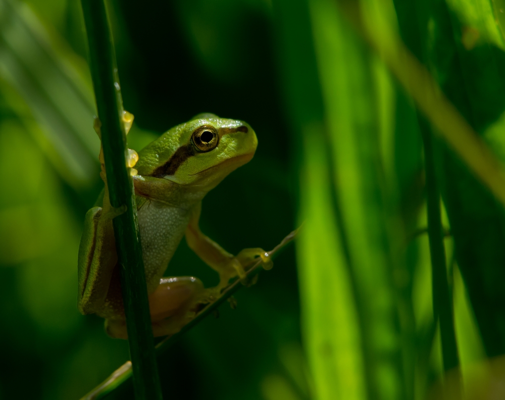 Baby-Laubfrosch