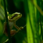 Baby-Laubfrosch