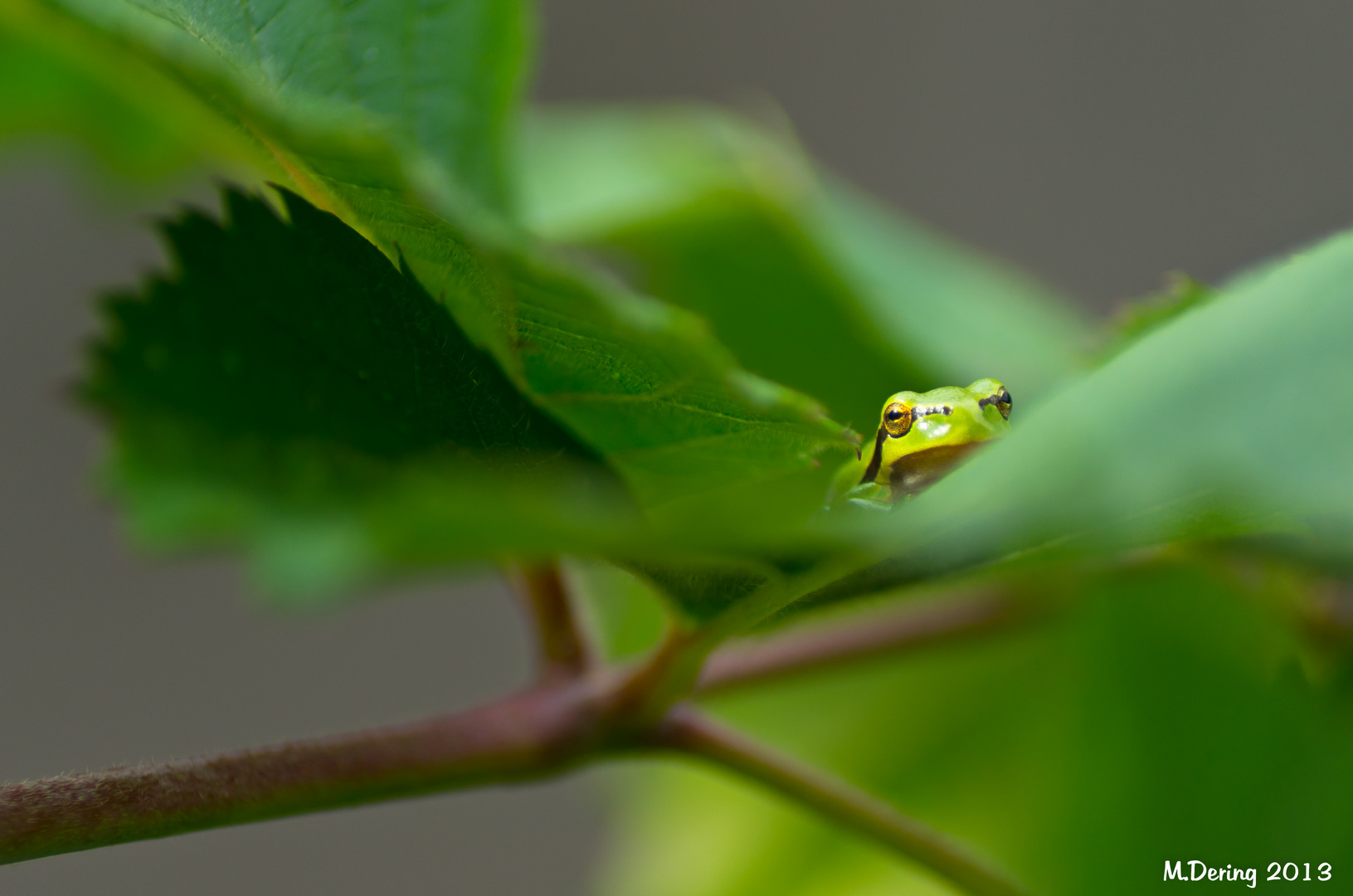 Baby Laubfrosch