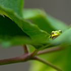 Baby Laubfrosch