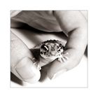 Baby Leopardgecko